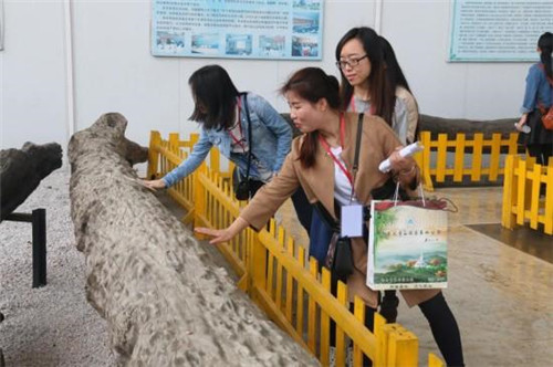 觀音山古樹博物館比黃帝還老的“老人”