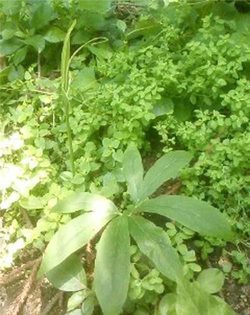 這種植物，只需要一丁點，讓你立馬失去知覺