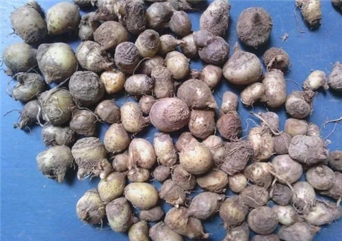 這種植物，只需要一丁點，讓你立馬失去知覺