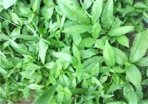 這種植物，只需要一丁點，讓你立馬失去知覺