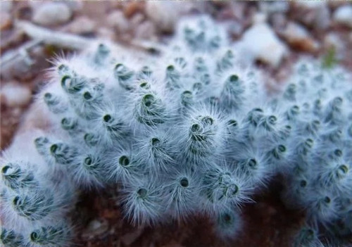 球根多肉植物哪種最好看？香果石蒜不能少