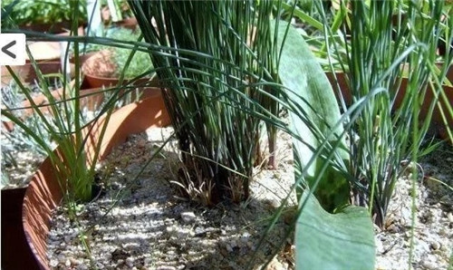 球根多肉植物哪種最好看？香果石蒜不能少