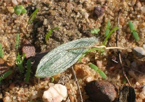 球根多肉植物哪種最好看？香果石蒜不能少