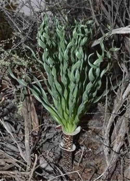 球根多肉植物哪種最好看？香果石蒜不能少