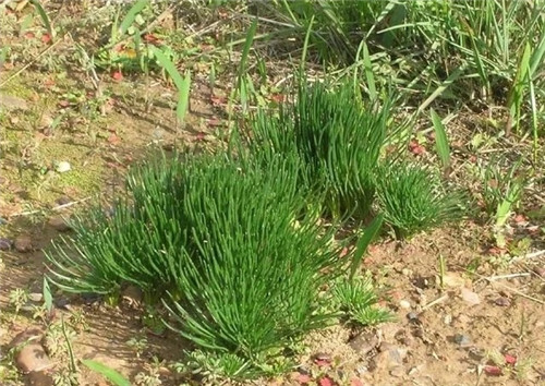 球根多肉植物哪種最好看？香果石蒜不能少