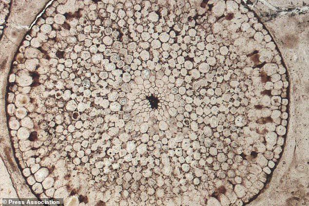 植物比之前認為的早1億年在地球形成殖民地