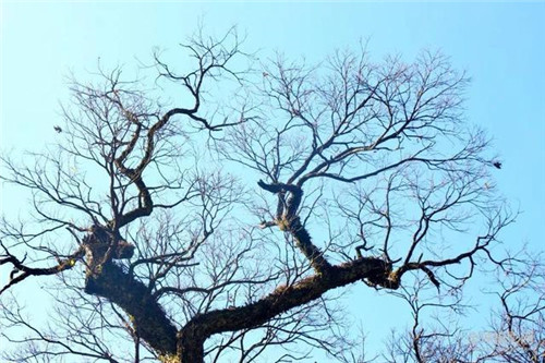 走進千年古樹群風景區