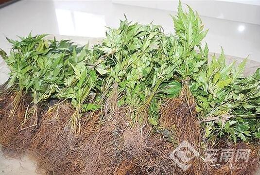 紅河金平森警農(nóng)貿(mào)市場查獲瀕危野生植物