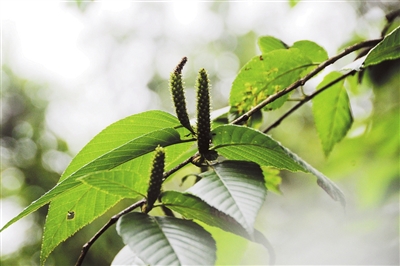 瀕危植物金平樺再現金平