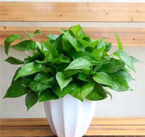 這8種植物是凈化空氣的能手，關(guān)鍵好養(yǎng)活！