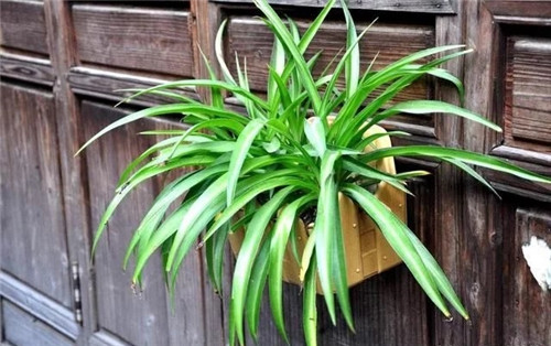 這8種植物是凈化空氣的能手，關(guān)鍵好養(yǎng)活！