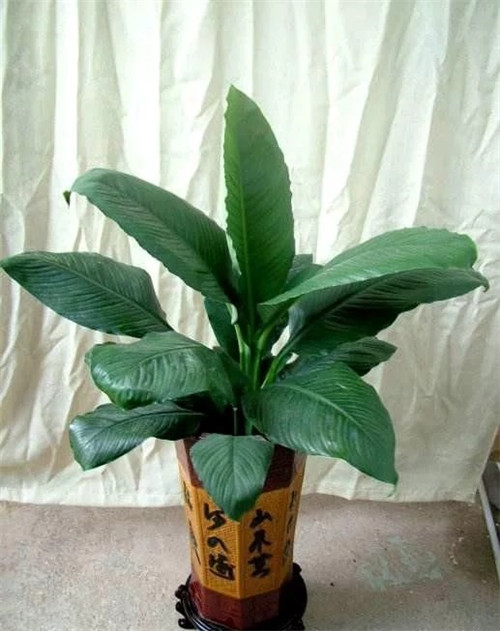 這8種植物是凈化空氣的能手，關(guān)鍵好養(yǎng)活！