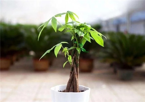 這8種植物是凈化空氣的能手，關(guān)鍵好養(yǎng)活！