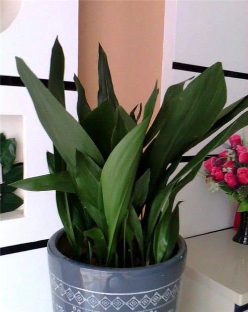 這8種植物是凈化空氣的能手，關(guān)鍵好養(yǎng)活！