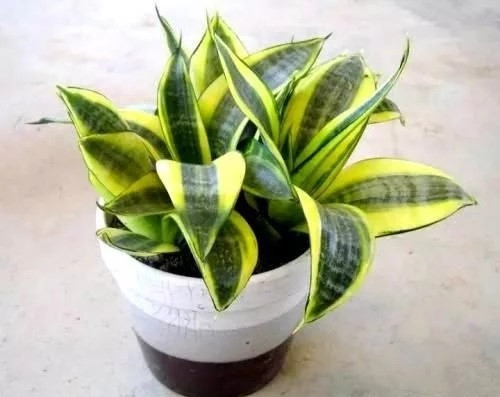 這8種植物是凈化空氣的能手，關(guān)鍵好養(yǎng)活！