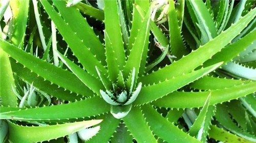 這8種植物是凈化空氣的能手，關(guān)鍵好養(yǎng)活！