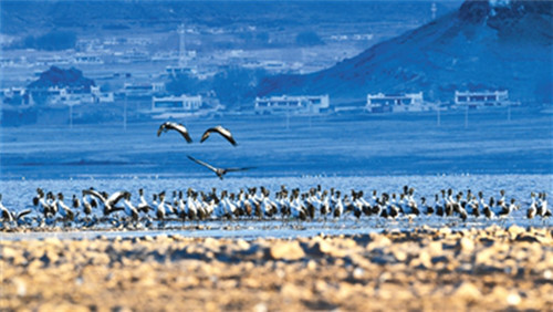 西藏生態(tài)文明建設(shè):綠水青山入畫