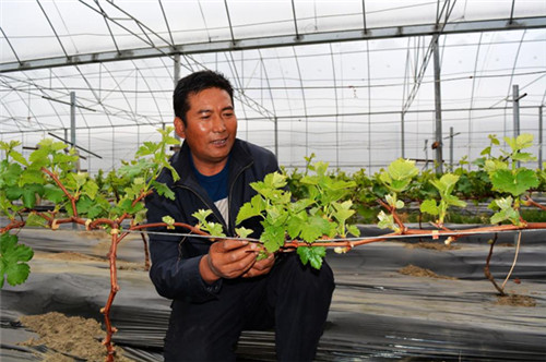 西藏生態(tài)文明建設(shè):綠水青山入畫