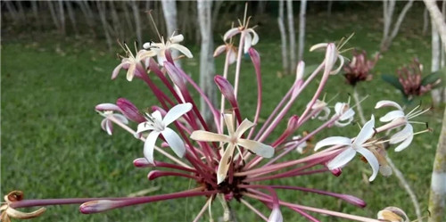 煙火樹，大青屬植物在古籍中的描述