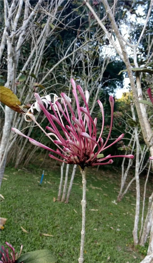煙火樹，大青屬植物在古籍中的描述