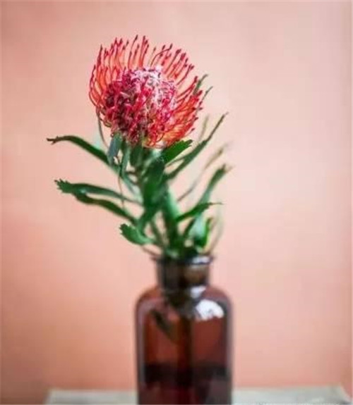 花藝中最受歡迎的10種花材，你都知道嗎？