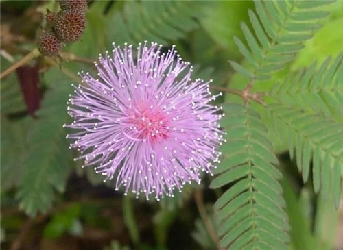 9種擁有動物行為的植物
