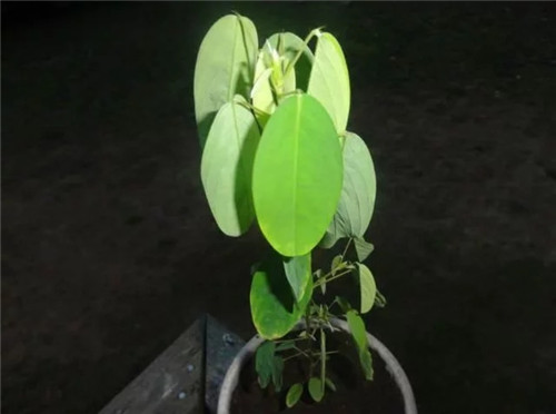 9種擁有動物行為的植物