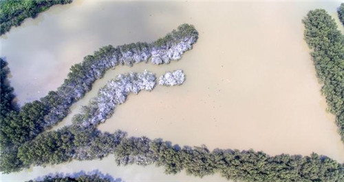 航拍廣州最大的濕地公園——南沙濕地公園