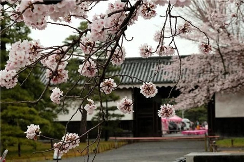 日本民宿,日本京都旅游住宿推薦