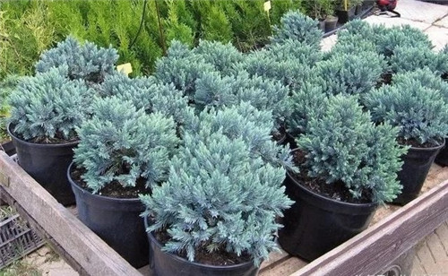 10種特別耐寒的盆栽花卉，北方冬天也凍不死