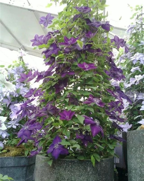 10種特別耐寒的盆栽花卉，北方冬天也凍不死