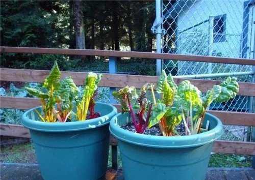 10種特別耐寒的盆栽花卉，北方冬天也凍不死