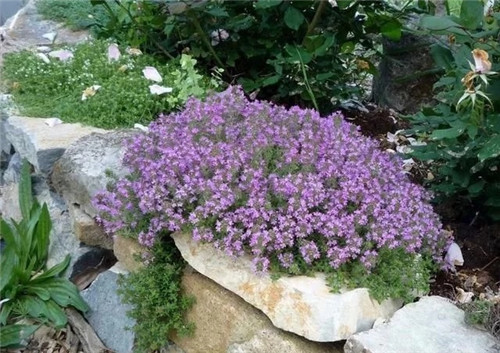 10種特別耐寒的盆栽花卉，北方冬天也凍不死