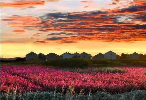 苗木產業下一個熱點之生態苗木