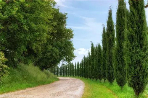 苗木產業下一個熱點之生態苗木