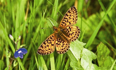 英國已喪失半數(shù)野生生物