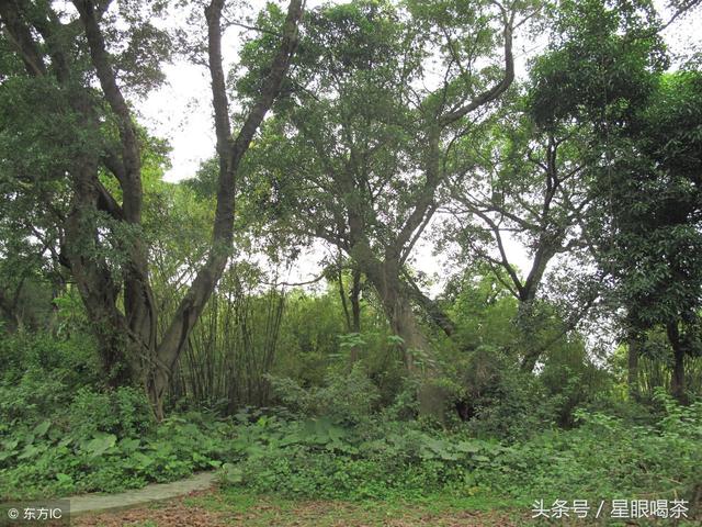 關于普洱茶古樹純料的探討