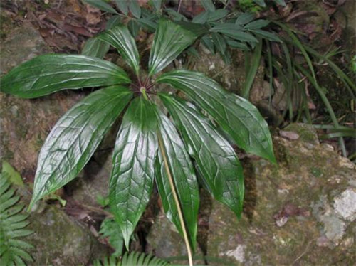 農村這種野草，它在民間的珍貴價值