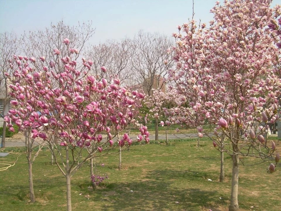 春天這種名貴花，鼻炎十個九個有效