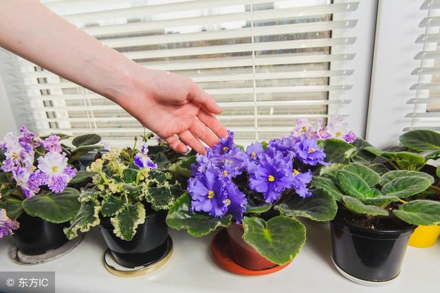 非洲紫羅蘭生長習性分析及栽培繁殖方法