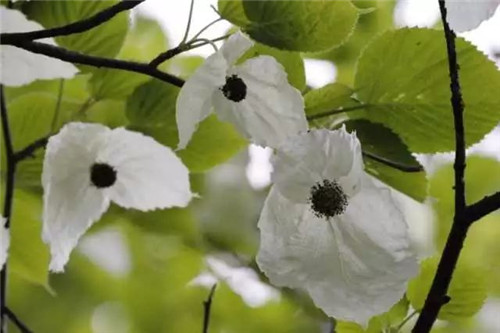 植物界的大熊貓——珙桐