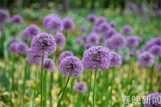 蔥花綻放昆明植物園！這么美的“廚房三寶”