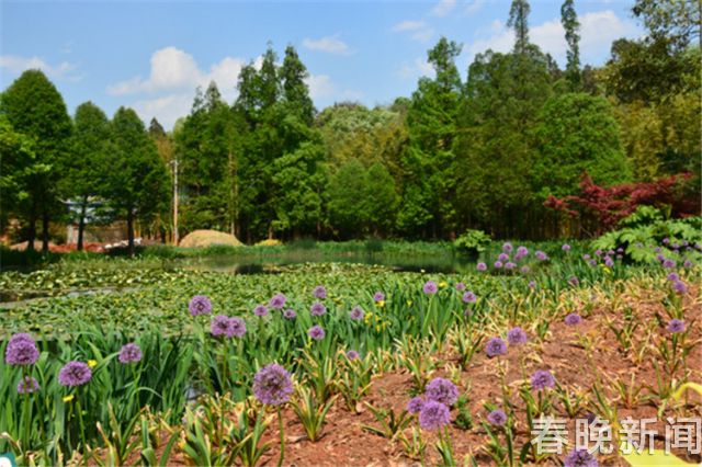 蔥花綻放昆明植物園！這么美的“廚房三寶”