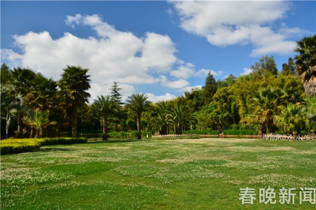 蔥花綻放昆明植物園！這么美的“廚房三寶”