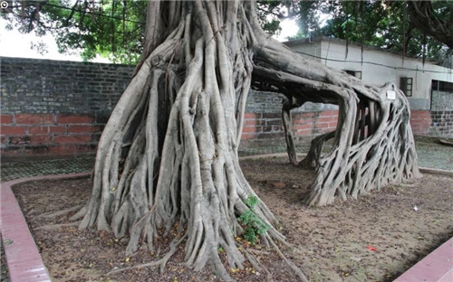 大自然創造的神奇古樹