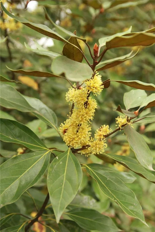 我國幾種珍稀瀕危植物
