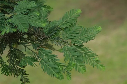 我國幾種珍稀瀕危植物