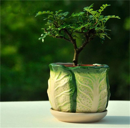 這5種清香花卉你要養，開花了，比香水還香！