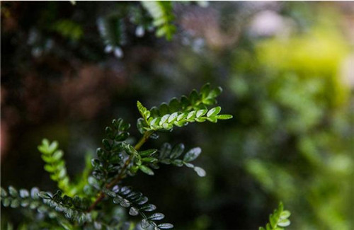 這5種清香花卉你要養，開花了，比香水還香！
