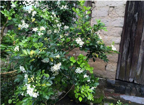 這5種清香花卉你要養，開花了，比香水還香！